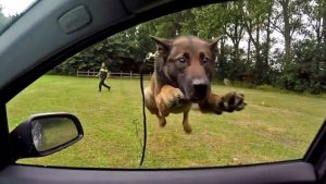 NPB staat pal voor hondengeleiders (update)