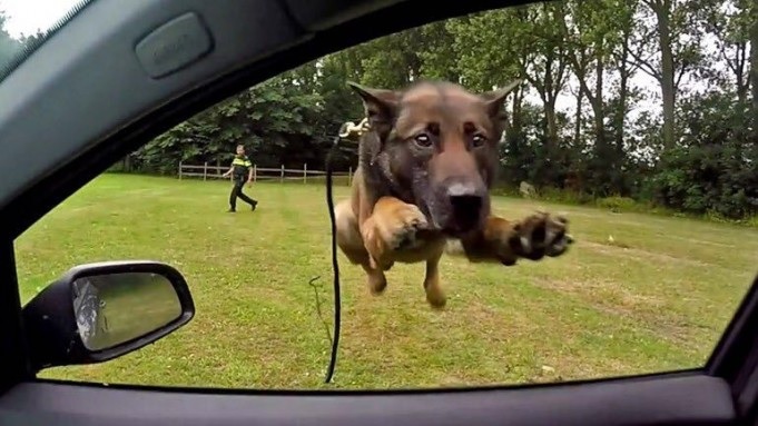 NPB staat pal voor hondengeleiders (update)